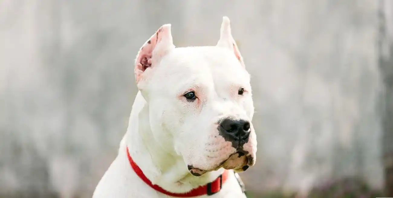 El perro fue secuestrado por la policía