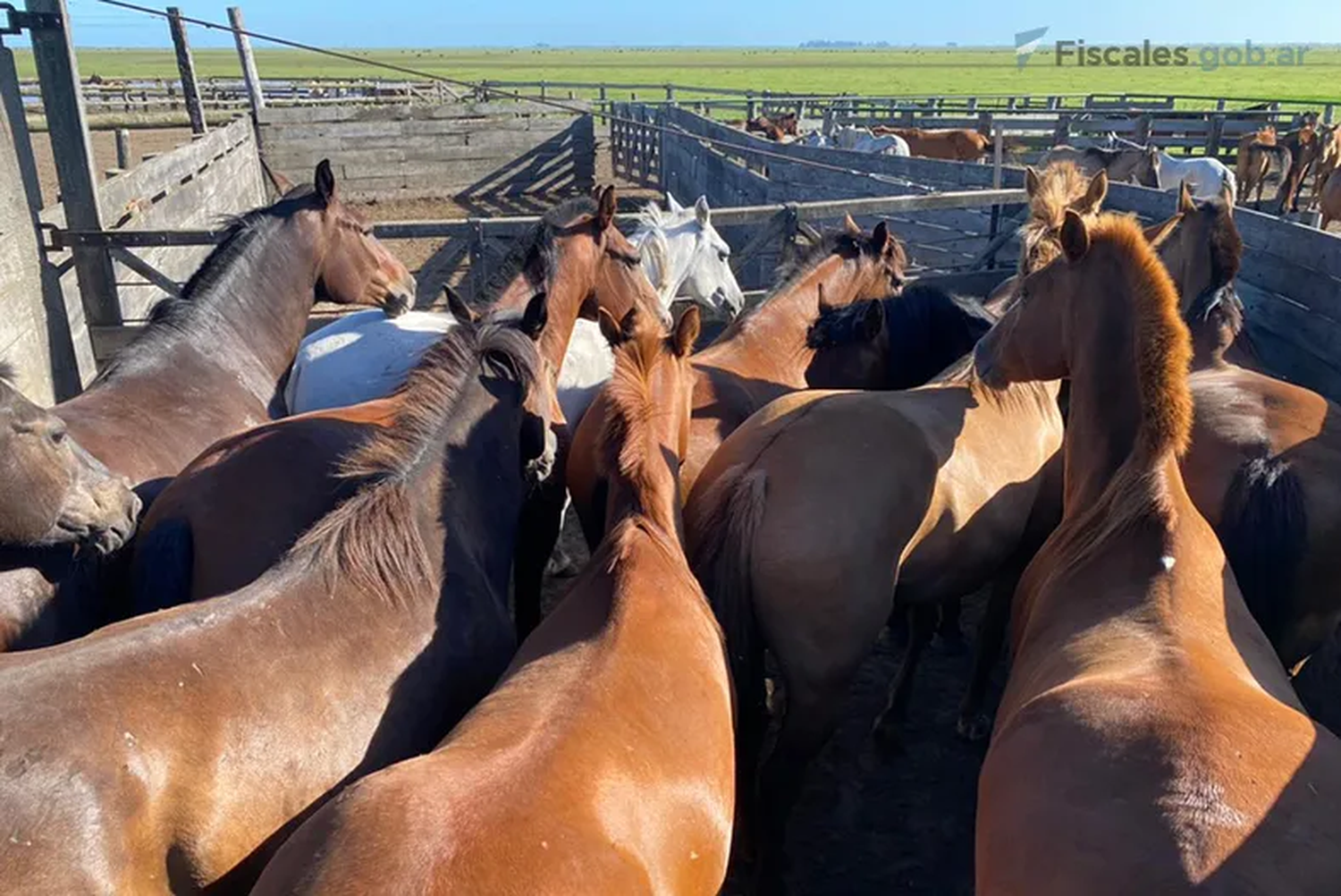 Encefalomielitis equina: Por "una salud" humana, ambiental y animal