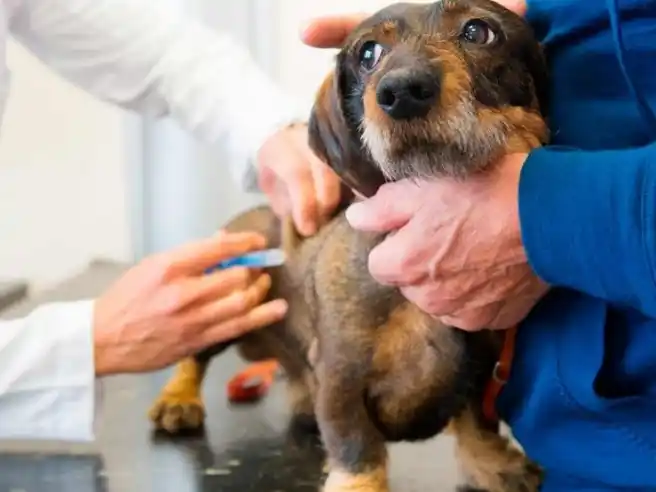 Este lunes habrá una jornada de vacunación antirrábica en la Facultad de Bromatología
