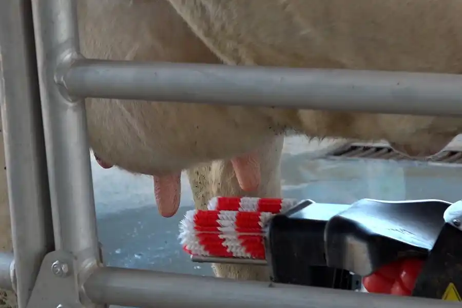 Un sistema limpia las ubres antes del trabajo