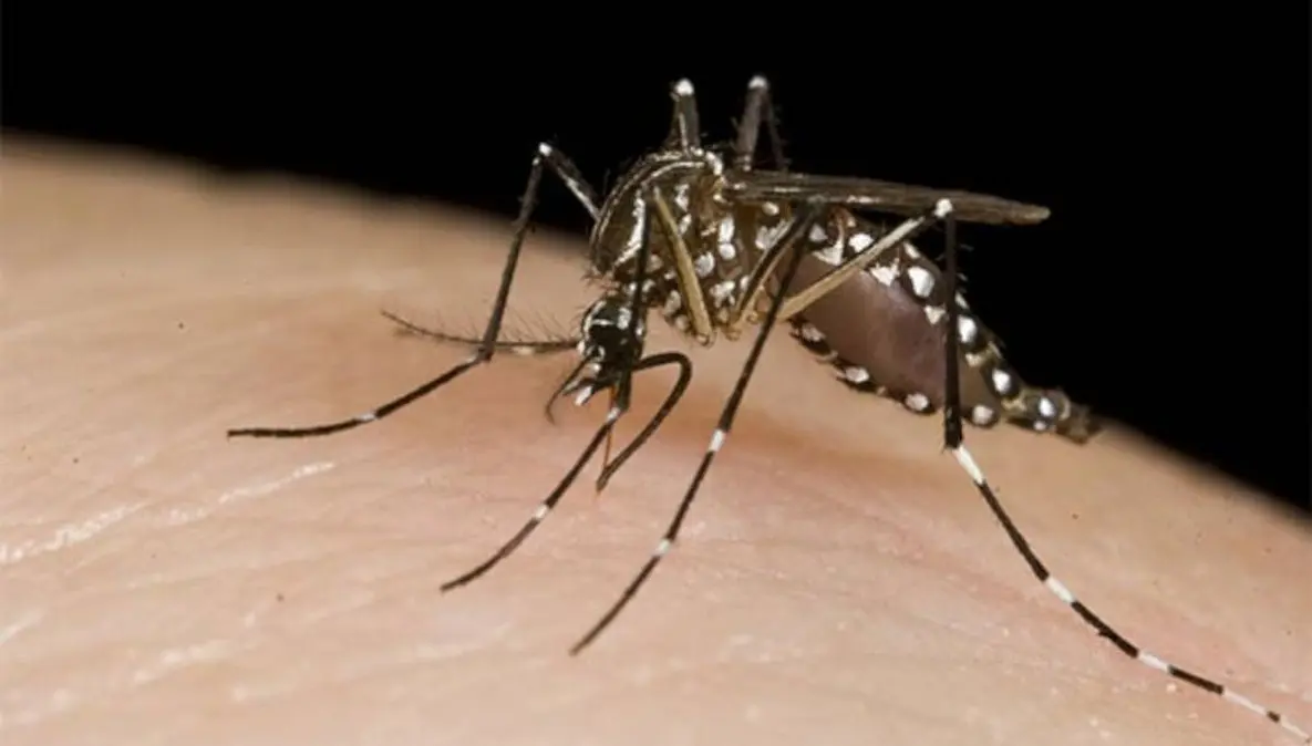 Detectaron 3 casos de dengue en Luján: Aseguraron que no son autóctonos y descartaron brote