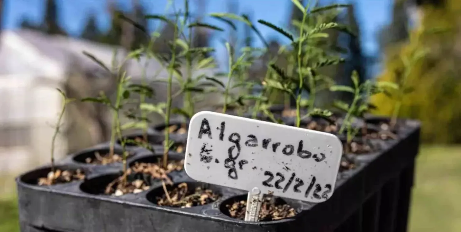 En Esperanza, la UNL comienza a plantar un árbol por cada graduado 