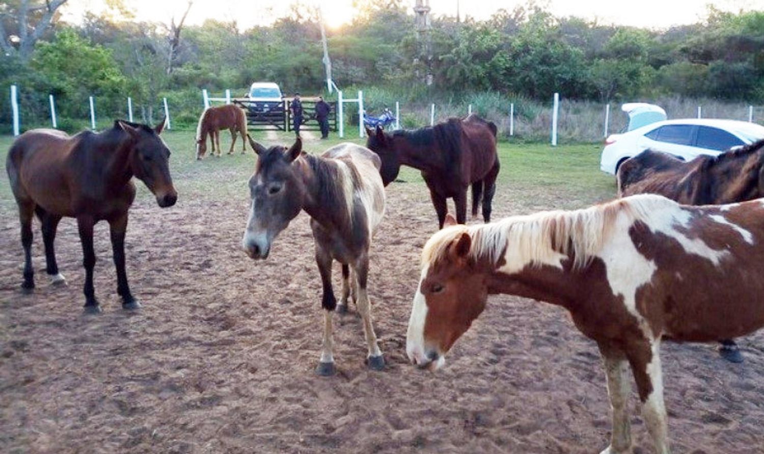 Impulsan una medida para priorizar el  bienestar de los equinos