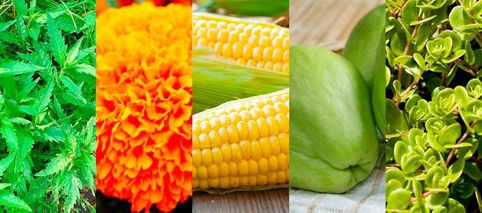 Una alimentación basada en plantas ¡Es posible!  