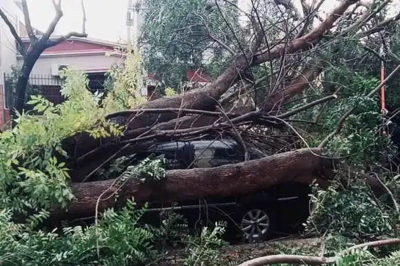 Temporal en Rosario: ráfagas de más de 80 kilómetros por hora, destrozos y decenas de árboles caídos