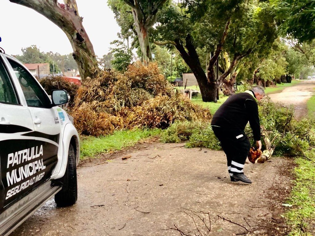 Temporal en Mar del Plata: Árboles caídos y barrios sin luz