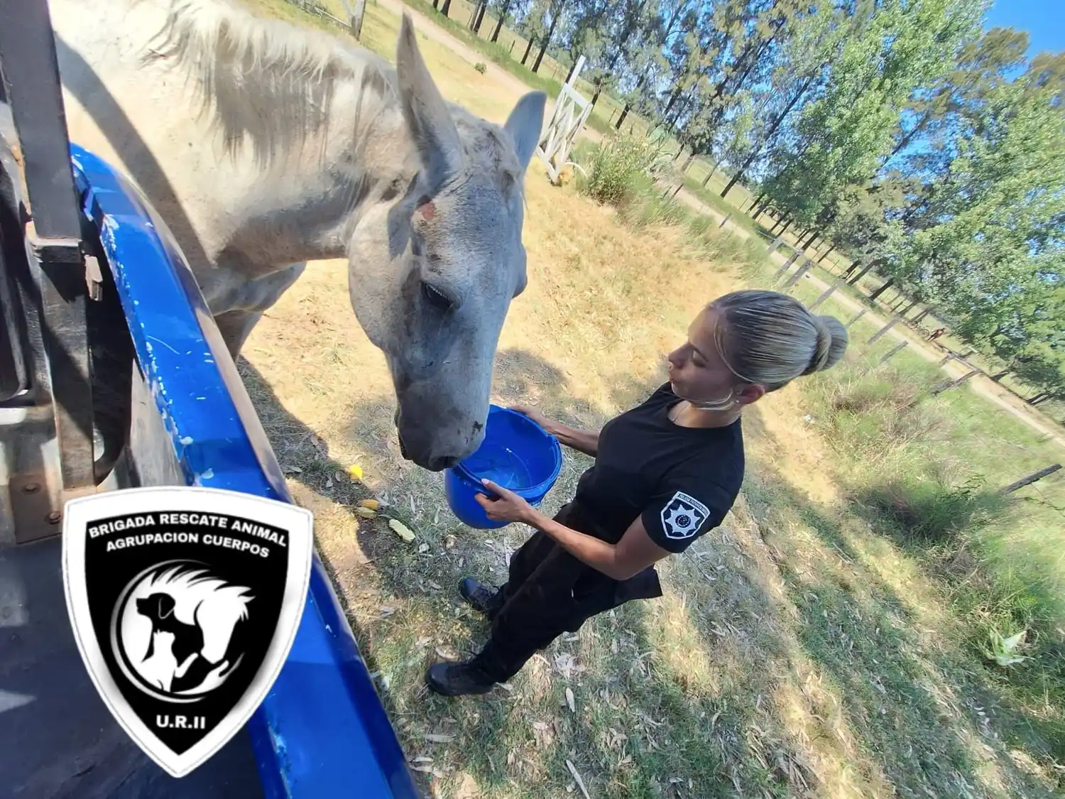 Rescataron a un caballo abandonado en pésimo estado de salud en la zona norte