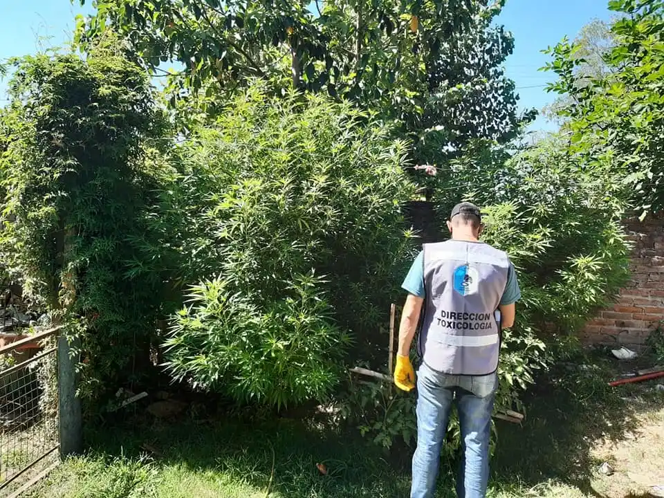 Secuestraron marihuana en el Barrio Rocamora