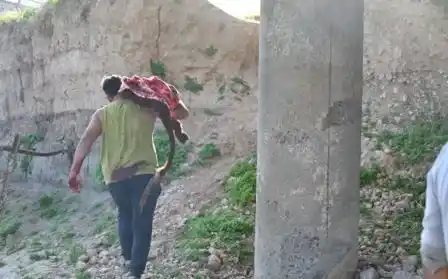 Volcó un camión jaula en San Pedro y vecinos carnearon las vacas en plena ruta 9