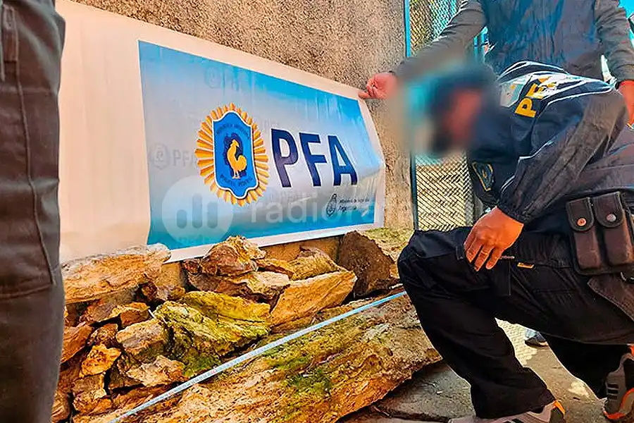 Secuestraron un árbol fosilizado “milenario” en Entre Ríos: lo vendían en internet