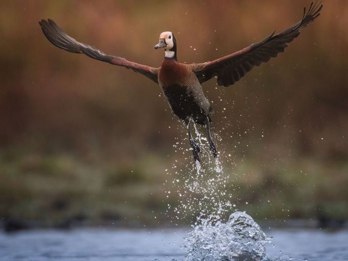 Se declaró de interés un libro sobre las aves entrerrianas