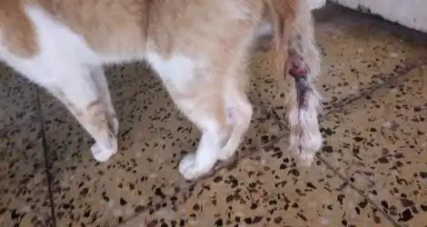 Barrio Aduana: Trampas para las mascotas