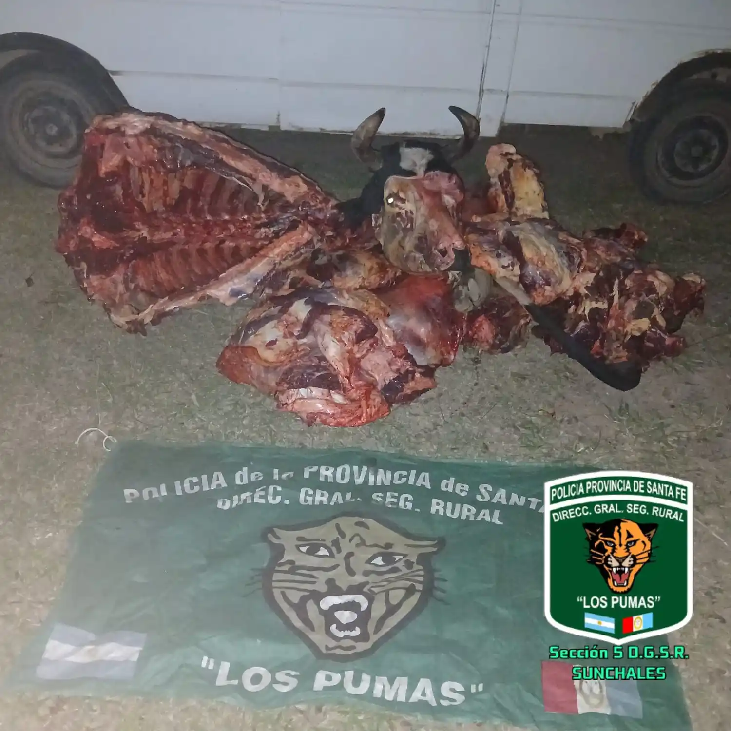 Los Pumas de Sunchales secuestraron carne por faena clandestina en zona rural de la región - 1
