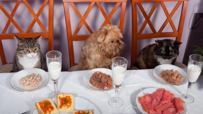 darle de comer perro - 1