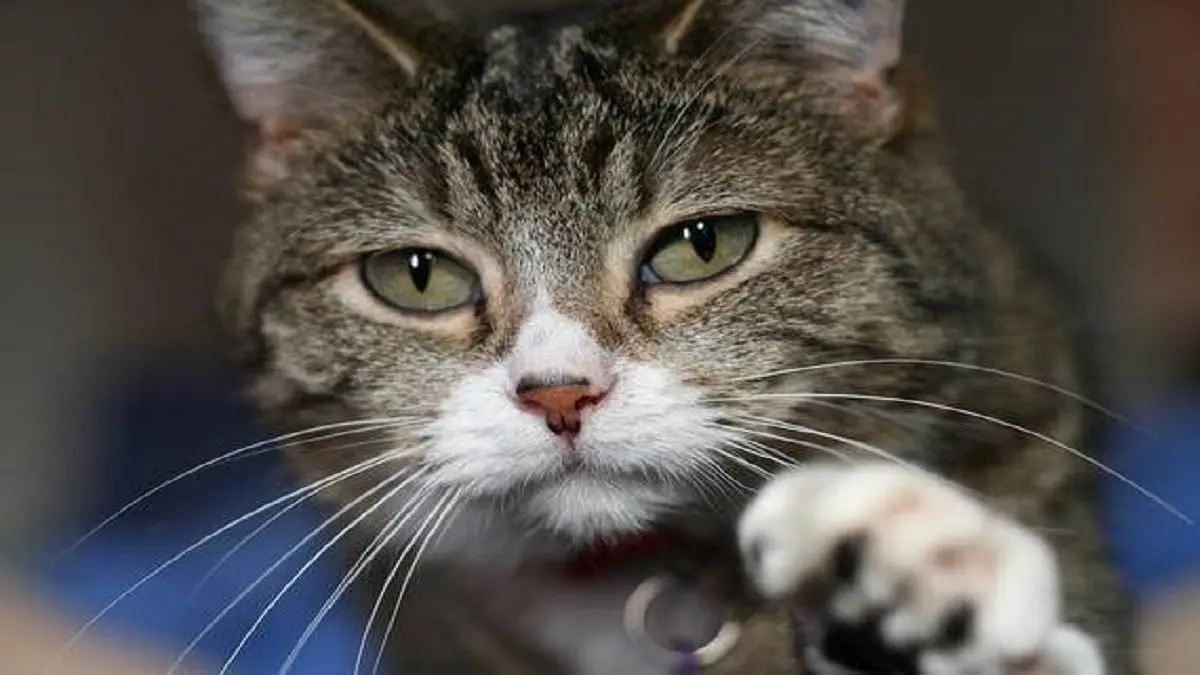 ¡SALVAJE! Mató de un tiro al gatito de su vecina porque le molestaba que merodeara su casa