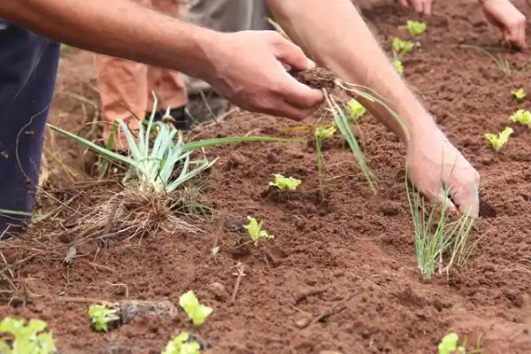 Agroecología: campesinos de Santiago del Estero contarán su experiencia