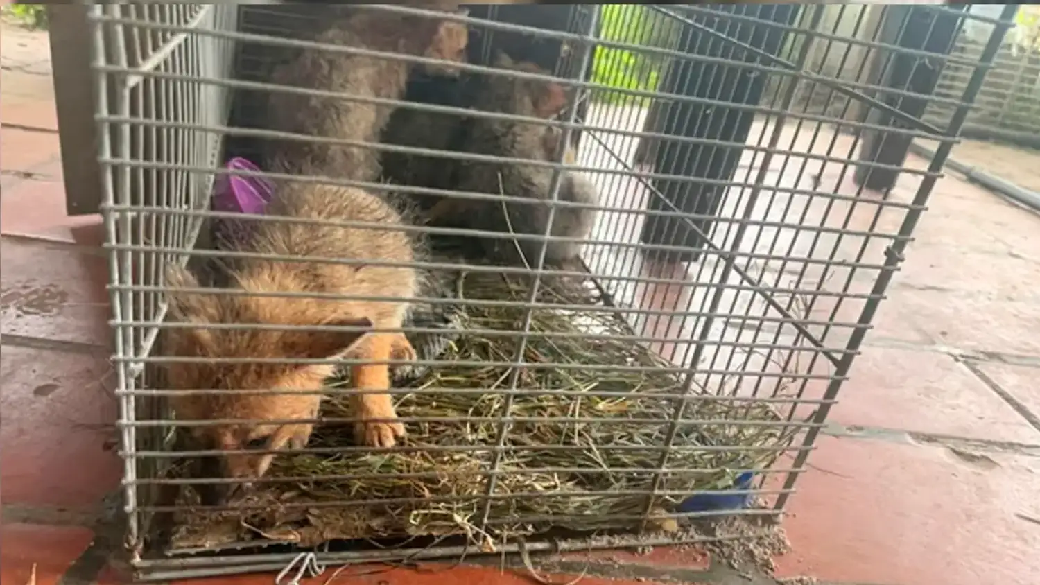 zorros bebes rescatados - 3