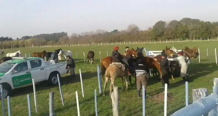 Niño de 4 años lesionado por caballos sueltos