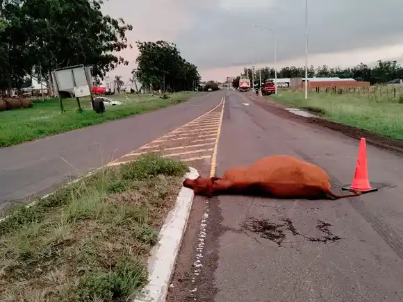 Accidente en la Ruta Provincial 20: un camión embistió una vaca y un auto terminó impactando contra una columna