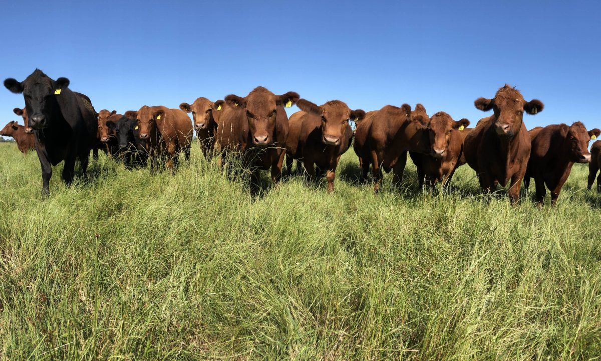 La faena de novillos está por el piso