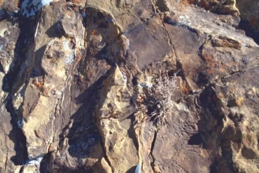 El primer registro de huellas de "patinadas" de dinosaurios en el mundo se dio en Argentina