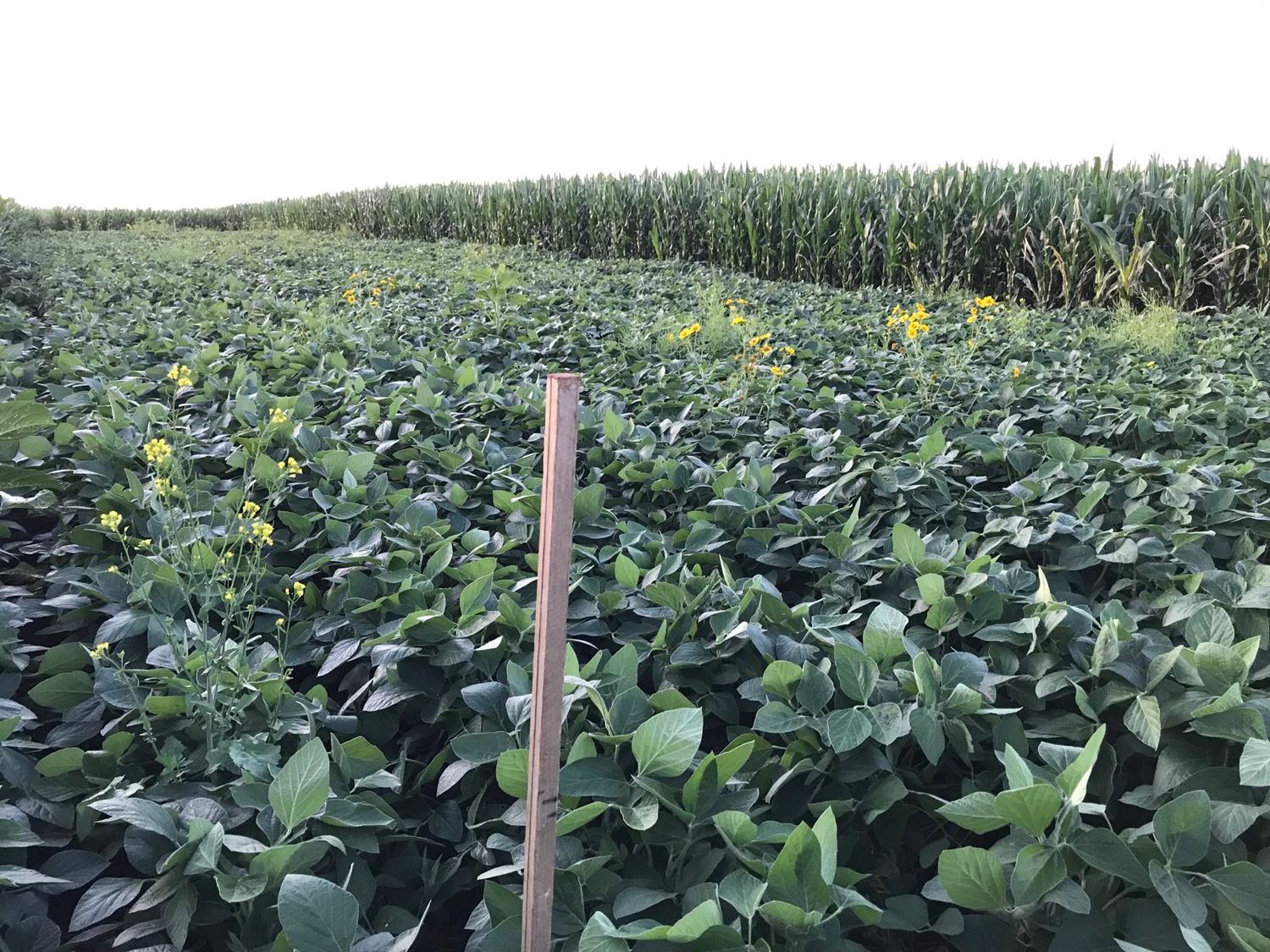 La agricultura digital aplicada a la gruesa