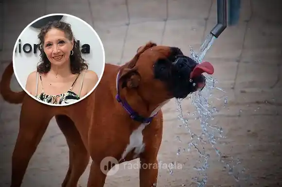 ¿Cómo cuidar a las mascotas en los días de extremo calor?: “los animales necesitan un lugar fresco"