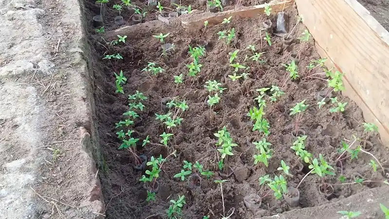 Secuestraron más de tres mil plantines de marihuana en un campo de Ceibas