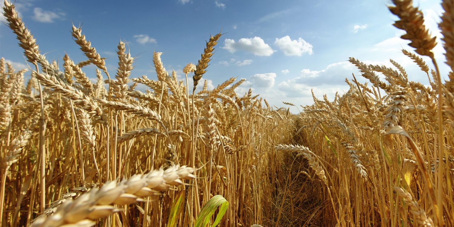 INTA: Inscriben nuevas variedades de triticale forrajero