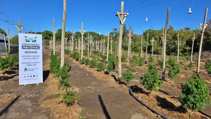 clan narco marihuana - 2