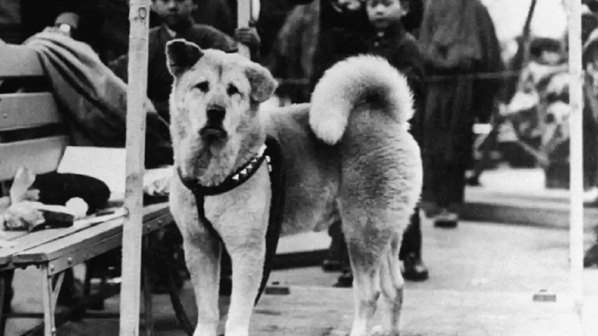 A 100 AÑOS del nacimiento del FIEL HACHIKO: así lo recuerdan en Japón
