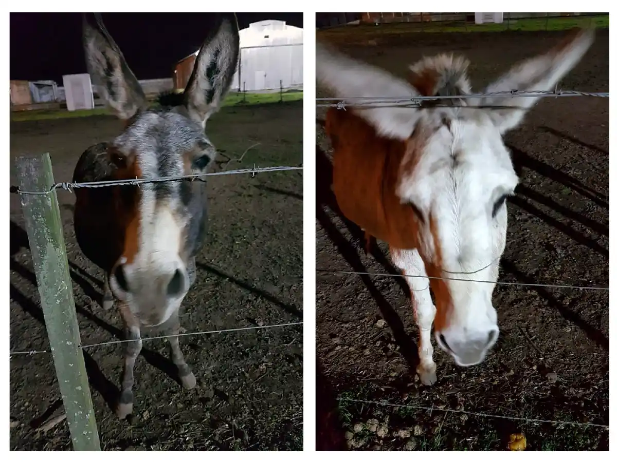 Apareció el segundo burro que habían robado de la estancia Cachamai