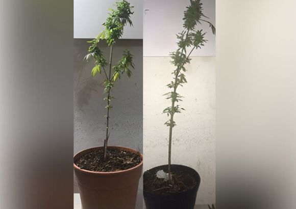 Fueron a allanar por un robo y encontraron plantas de marihuana