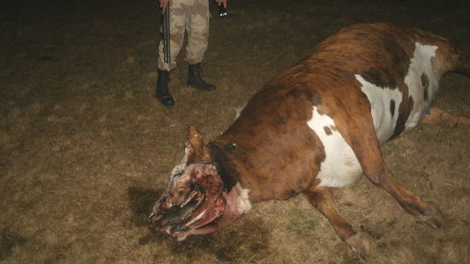 ¿Chupacabras? Apareció una vaca mutilada