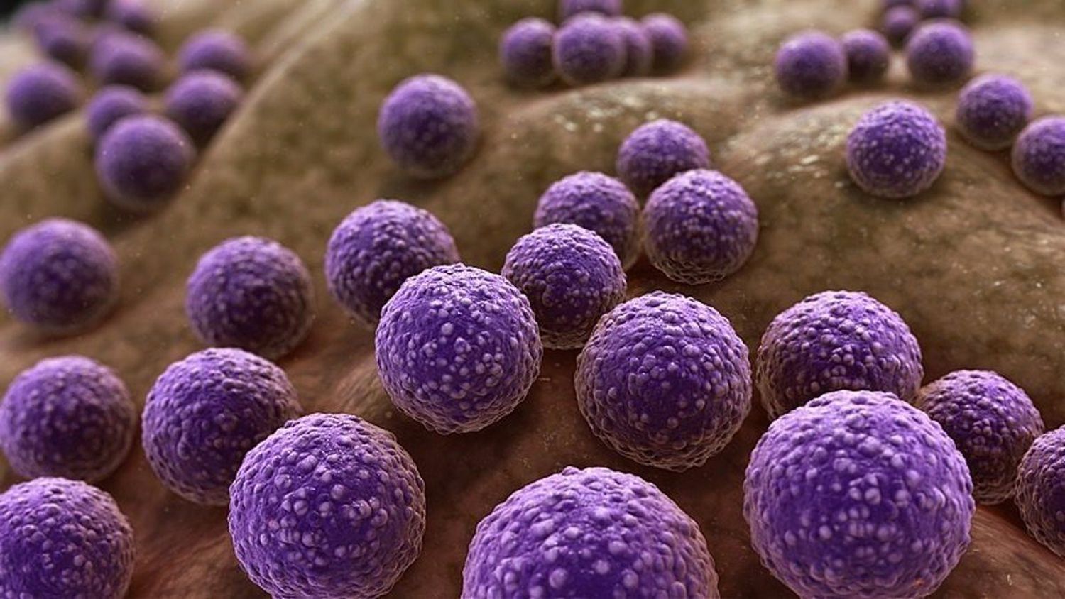 Bacterias que comen plástico