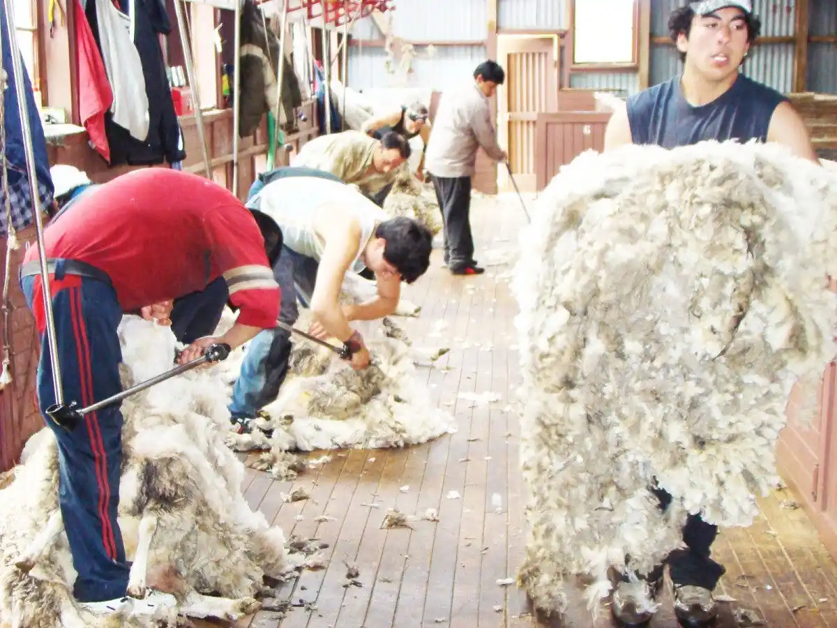 Destacan que creció la exportación de lana argentina