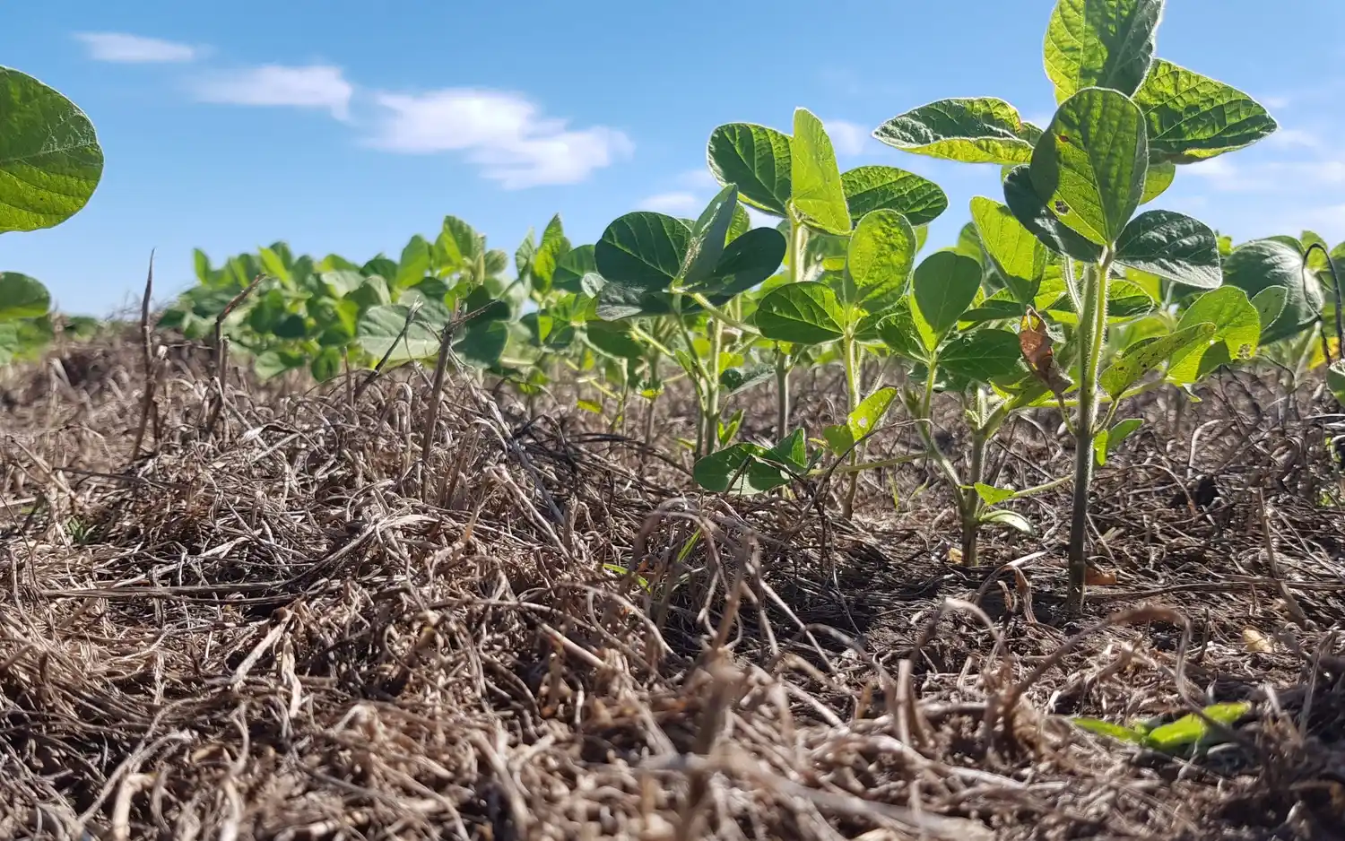 Soja de segunda: claves de manejo, densidad y genética para potenciar el rinde tras el trigo