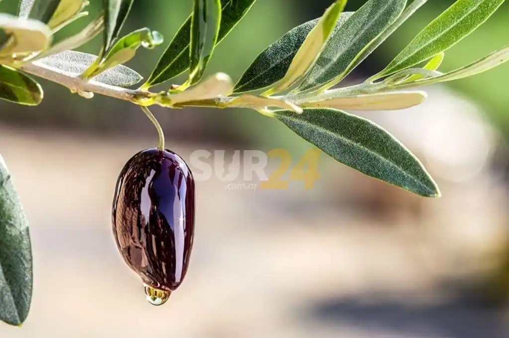 Reducen a cero las retenciones a exportaciones agroindustriales