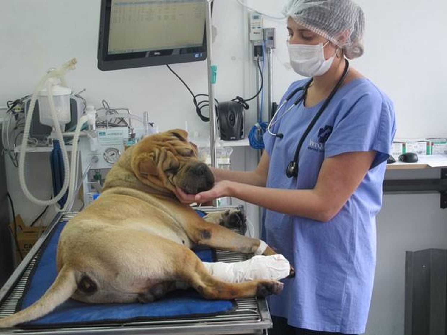 Las Flores: Buscan crear un hospital veterinario público municipal