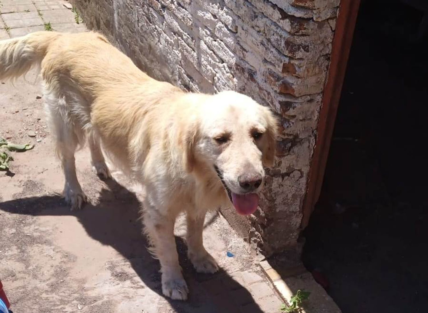 Buscan a Buddy