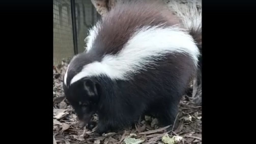 Un zorrino rescatado de una fábrica de pastas.