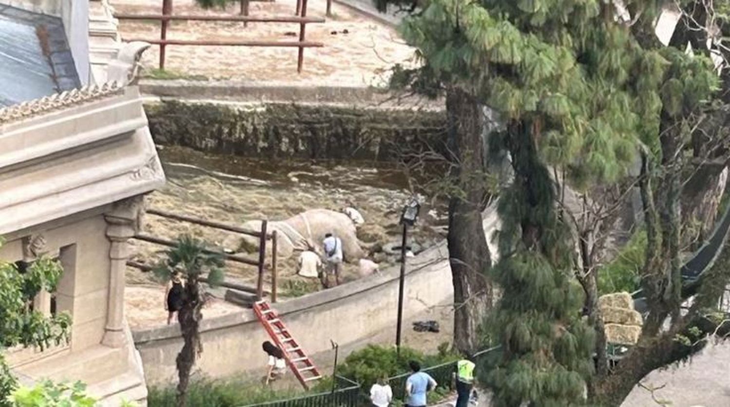 Murió Kuky, la elefanta del ex zoológico de Buenos Aires que esperaba su traslado a un santuario de Brasil