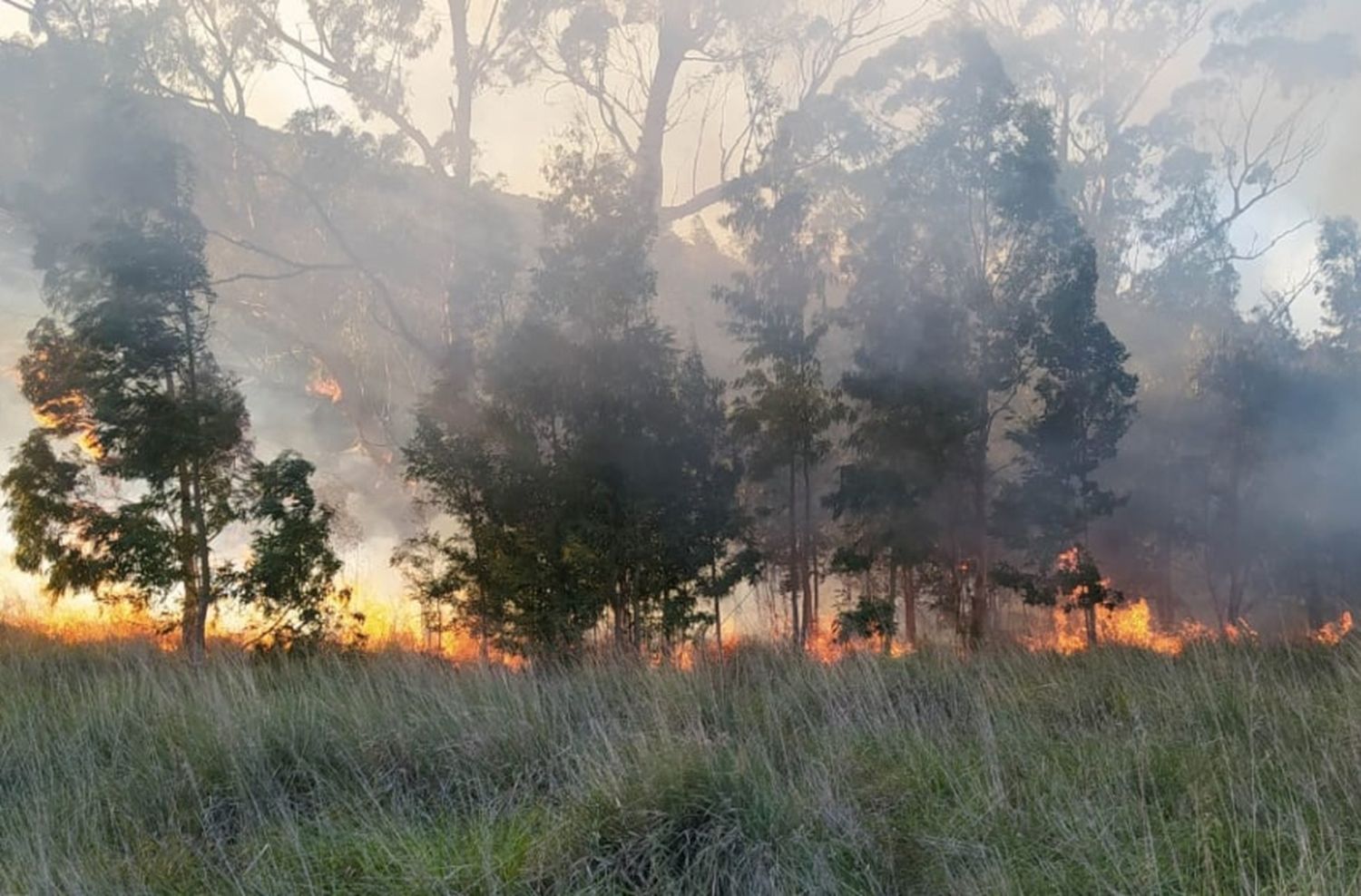 El Operativo Sol reforzará la tarea del municipio para prevenir incendios forestales