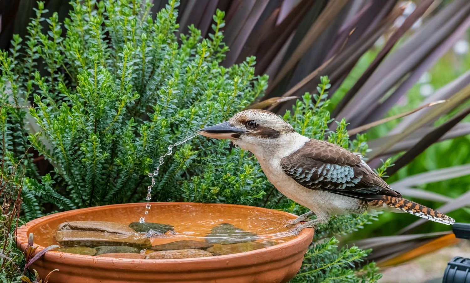 Biodiversidad en tu jardín: 5 consejos para un espacio lleno de vida