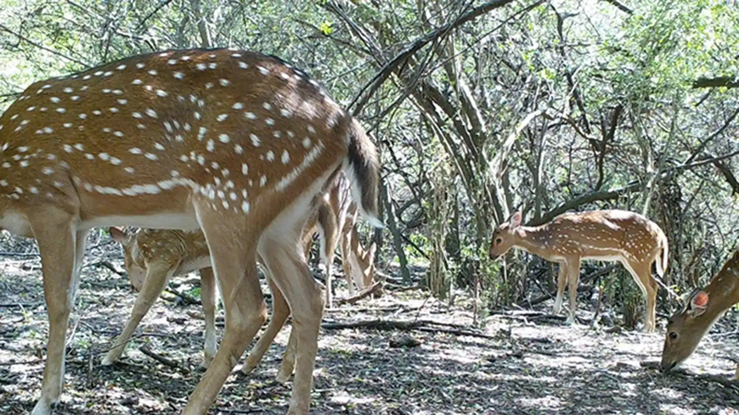 Urge controlar las especies exóticas
