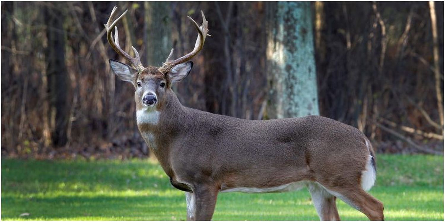 Cazador MATA a su hijo al CONFUNDIRLO con un venado