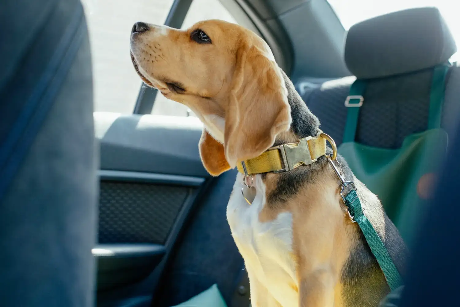 Según la Ley de Tránsito, en Buenos Aires ningún conductor debe llevar animales en el asiento delantero.