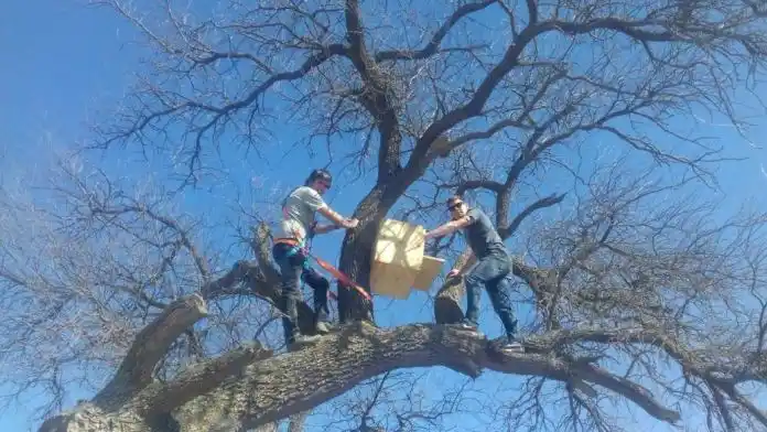 La Pampa: colocan nidos para lechuzas en los caldenes