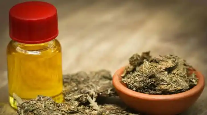 Solicitan que tome impulso la producción pública de aceite de cannabis