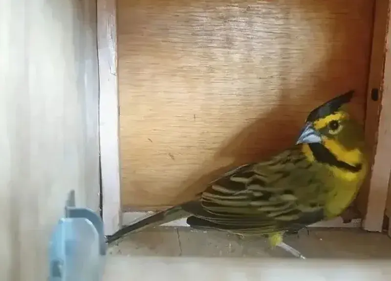 Repatriaron a la Argentina 48 animales silvestres víctimas del tráfico ilegal